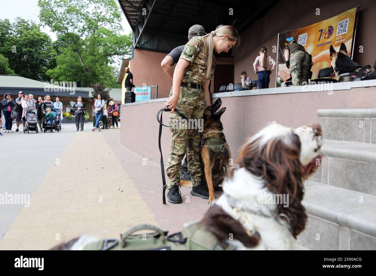 Odessa Dog Maimed by Recruitment Center Staff After Failed Mobilization Attempt