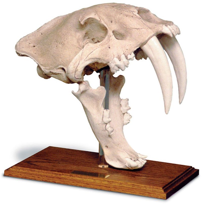 Decades-Old Saber-Toothed Cat Skull Rescued from Mislabeling