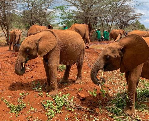 African Elephants in Kenya Select Specific Plants When Unwell