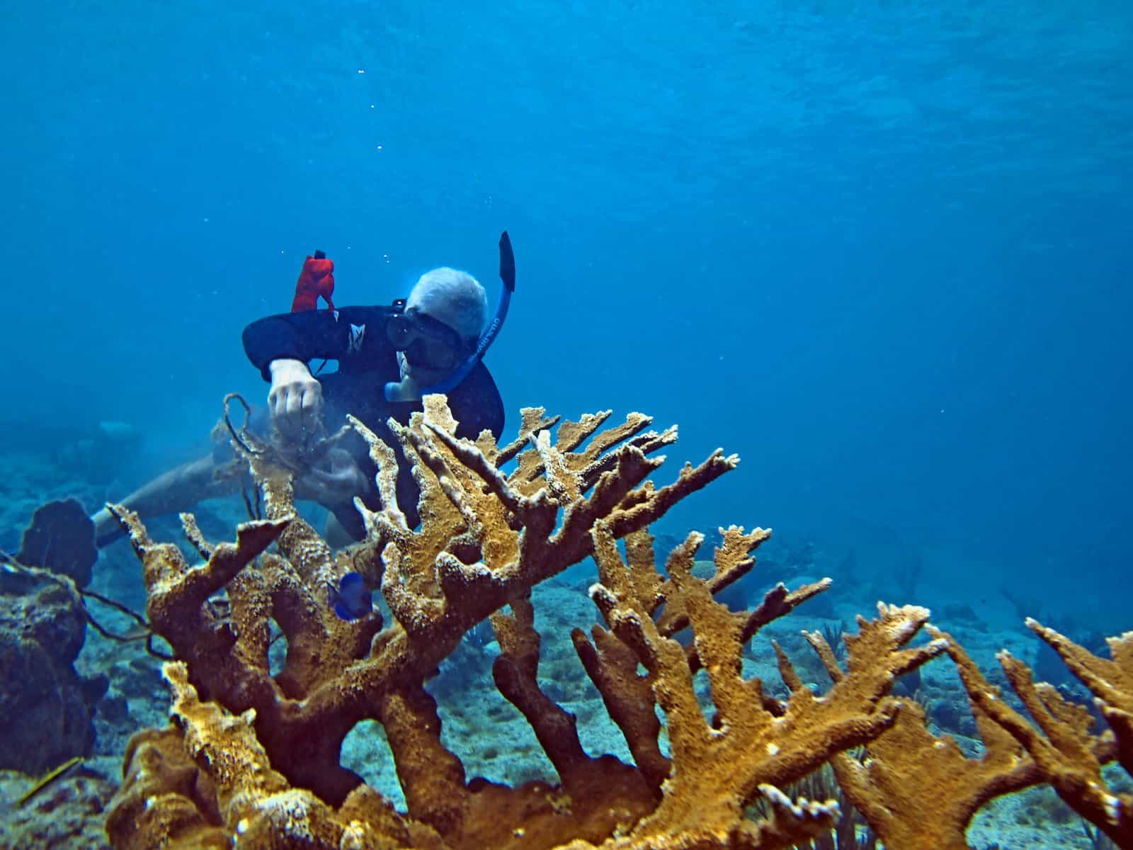 Deep-Sea ‘Golden Tree’ Coral Found Near Costa Rica Spurs Creation of New Family
